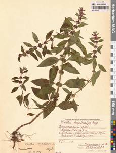Mentha arvensis subsp. canadensis (L.) H.Hara, Сибирь, Дальний Восток (S6) (Россия)
