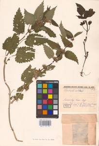 MHA 0 154 449, Яснотка белая, Глухая крапива L., Восточная Европа, Северо-Западный район (E2) (Россия)