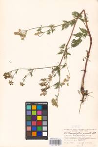 Бутень Прескотта DC., Восточная Европа, Московская область и Москва (E4a) (Россия)