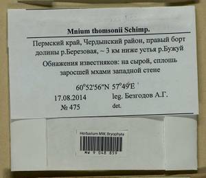 Mnium thomsonii Schimp., Гербарий мохообразных, Мхи - Пермский край, Удмуртия, Свердловская и Кировская области (B8) (Россия)