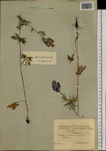 Борец живокостелистный DC., Сибирь, Якутия (S5) (Россия)