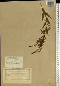 Дербенник лозный L., Восточная Европа, Белоруссия (E3a) (Белоруссия)