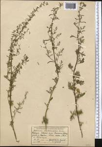 Artemisia stechmanniana Besser, Средняя Азия и Казахстан, Западный Тянь-Шань и Каратау (M3) (Киргизия)