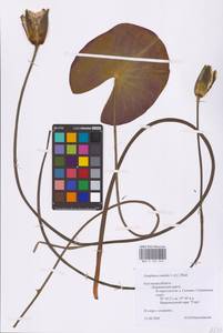 Кувшинка белоснежная C.Presl, Восточная Европа, Центральный район (E4) (Россия)