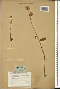 Astrantia major subsp. biebersteinii (Fisch. & C. A. Mey.) I. Grint., Кавказ (без точных местонахождений) (K0)