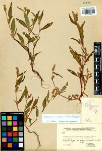 Persicaria lapathifolia subsp. pallida (With.) S. Ekman & Knutsson, Сибирь, Прибайкалье и Забайкалье (S4) (Россия)