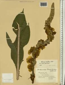 Коровяк густоцветковый Bertol., Восточная Европа, Центральный лесостепной район (E6) (Россия)