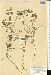 Nasturtium microphyllum (Boenn. ex Rchb.) Rchb., Средняя Азия и Казахстан, Памир и Памиро-Алай (M2) (Киргизия)