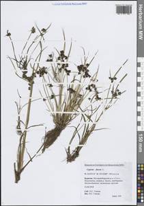 Сыть бурая L., Сибирь, Прибайкалье и Забайкалье (S4) (Россия)