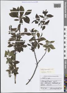 Ива мирзинолистная, Ива чернеющая Salisb., Восточная Европа, Московская область и Москва (E4a) (Россия)