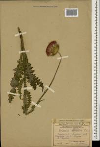 Чертополох прижатый C. A. Mey., Кавказ, Армения (K5) (Армения)