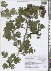 Боярышник одностолбиковый Jacq., Восточная Европа, Центральный район (E4) (Россия)