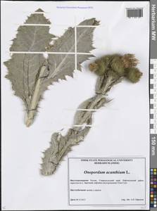 Татарник колючий L., Кавказ, Ставропольский край, Карачаево-Черкесия, Кабардино-Балкария (K1b) (Россия)