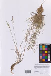 Бескильница расставленная (Jacq.) Parl., Восточная Европа, Московская область и Москва (E4a) (Россия)