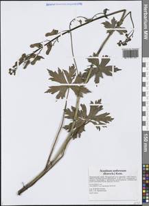 Борец тенелюбивый (Korsh.) Kom., Сибирь, Дальний Восток (S6) (Россия)