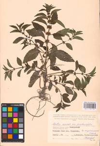 MHA 0 158 119, Мята полевая L., Восточная Европа, Западный район (E3) (Россия)