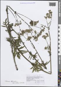 Валериана лекарственная L., Восточная Европа, Волжско-Камский район (E7) (Россия)