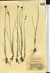 Juncus castaneus subsp. leucochlamys (W. J. Zinger ex V. I. Krecz.) Hultén, Сибирь, Дальний Восток (S6) (Россия)