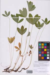 Лапчатка белая L., Восточная Европа, Московская область и Москва (E4a) (Россия)