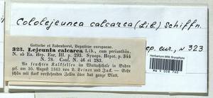 Cololejeunea calcarea (Lib.) Steph., Гербарий мохообразных, Мхи - Западная Европа (BEu) (Германия)