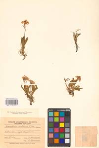 Паррия голостебельная (L.) Regel, Восточная Европа, Северный район (E1) (Россия)