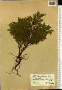 Можжевельник скальный Pall., Восточная Европа, Западно-Украинский район (E13) (Украина)