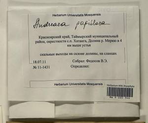 Andreaea rupestris var. papillosa (Lindb.) Podp., Гербарий мохообразных, Мхи - Красноярский край, Тыва и Хакасия (B17) (Россия)