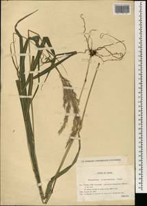 Miscanthus oligostachyus Stapf, Зарубежная Азия (ASIA) (Япония)