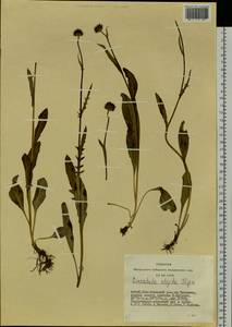 Klasea marginata (Tausch) Kitag., Сибирь, Алтай и Саяны (S2) (Россия)