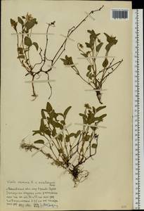 Фиалка собачья L., Восточная Европа, Московская область и Москва (E4a) (Россия)