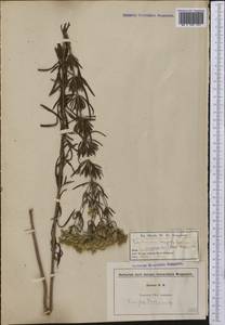 Eupatorium hyssopifolium L., Америка (AMER) (США)