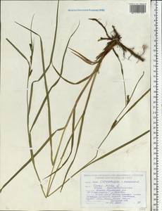 Осока мохнатая, Осока коротковолосистая L., Восточная Европа, Белоруссия (E3a) (Белоруссия)