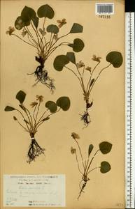 Фиалка удивительная L., Восточная Европа, Центральный лесостепной район (E6) (Россия)