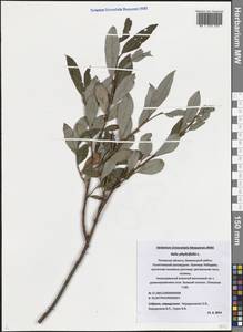 Ива филиколистная L., Восточная Европа, Северо-Западный район (E2) (Россия)