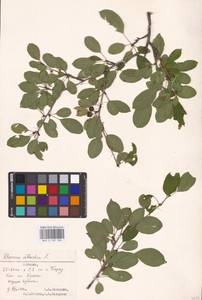 Жестер слабительный, Крушина слабительная L., Восточная Европа, Эстония (E2c) (Эстония)