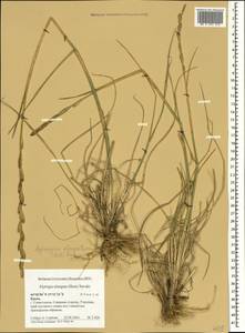 Пырей удлиненный (Host) D.R.Dewey, Крым (KRYM) (Россия)