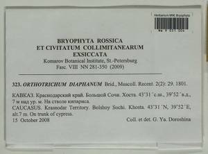Orthotrichum diaphanum Schrad. ex Brid., Гербарий мохообразных, Мхи - Северный Кавказ и Предкавказье (B12) (Россия)