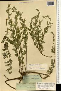 Artemisia aksaiensis Y. R. Ling, Монголия (MONG) (Монголия)