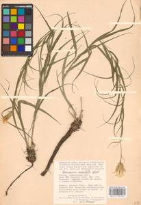 Gelasia ensifolia (M. Bieb.) Zaika, Sukhor. & N. Kilian, Восточная Европа, Нижневолжский район (E9) (Россия)