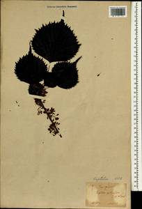 Euptelea polyandra Siebold & Zucc., Зарубежная Азия (ASIA) (Япония)