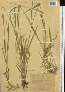 Коротконожка перистая (L.) P.Beauv., Сибирь, Западный (Казахстанский) Алтай (S2a) (Казахстан)