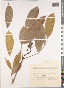 Meliaceae, Зарубежная Азия (ASIA) (Вьетнам)