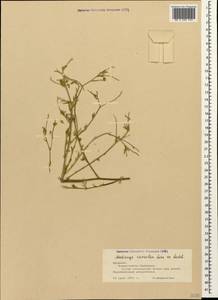 Medicago lessingii Fisch. & C.A.Mey. ex Kar., Кавказ, Армения (K5) (Армения)