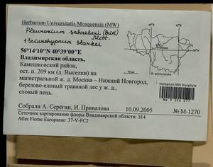Pleurozium schreberi (Willd. ex Brid.) Mitt., Гербарий мохообразных, Мхи - Центральное Нечерноземье (B6) (Россия)
