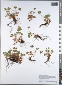 Сиббальдия распростертая, Сиббальдия лежачая L., Сибирь, Западная Сибирь (S1) (Россия)