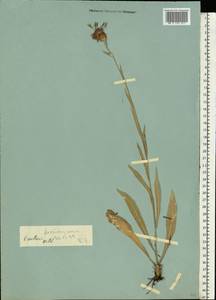 Centaurea triumfettii subsp. axillaris (Willd. ex Celak.) Stef. & T. Georgiev, Восточная Европа, Ростовская область (E12a) (Россия)