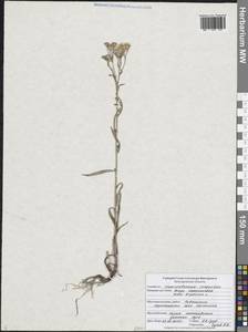 Солончковая астра паннонская, Триполиум солончаковый (Jacq.) Dobrocz., Восточная Европа, Центральный лесостепной район (E6) (Россия)