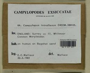 Campylopus introflexus (Hedw.) Brid., Гербарий мохообразных, Мхи - Западная Европа (BEu) (Великобритания)