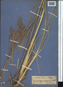 Сахарный тростник равеннский (L.) L., Средняя Азия и Казахстан, Западный Тянь-Шань и Каратау (M3) (Казахстан)