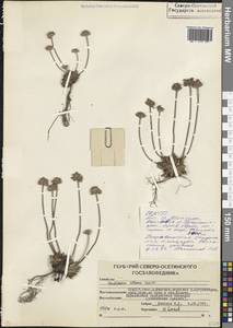 Проломник албанский Steven, Кавказ, Северная Осетия, Ингушетия и Чечня (K1c) (Россия)